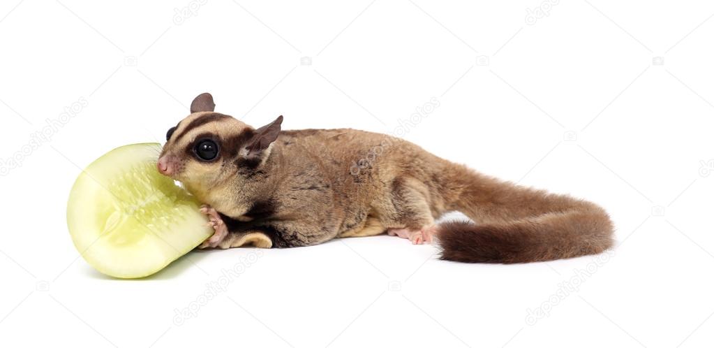 depositphotos_46867195-stock-photo-cute-sugar-glider-petaurus-breviceps