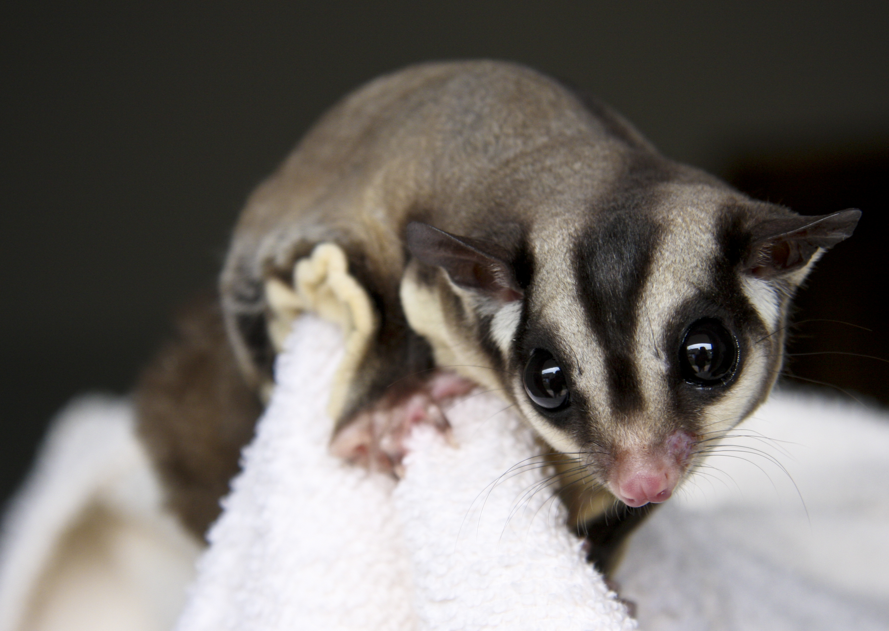 Petaurus_breviceps_Petauro_dello_zucchero
